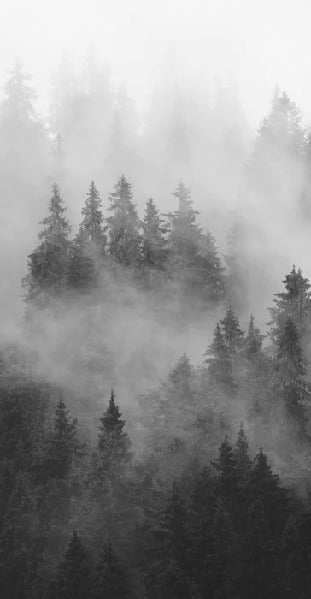 Papier peint forêt brumeuse noir et blanc, mural concept, tendance
