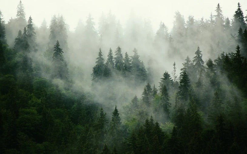 Papier peint forêt brumeuse verte, XXL, tendance
