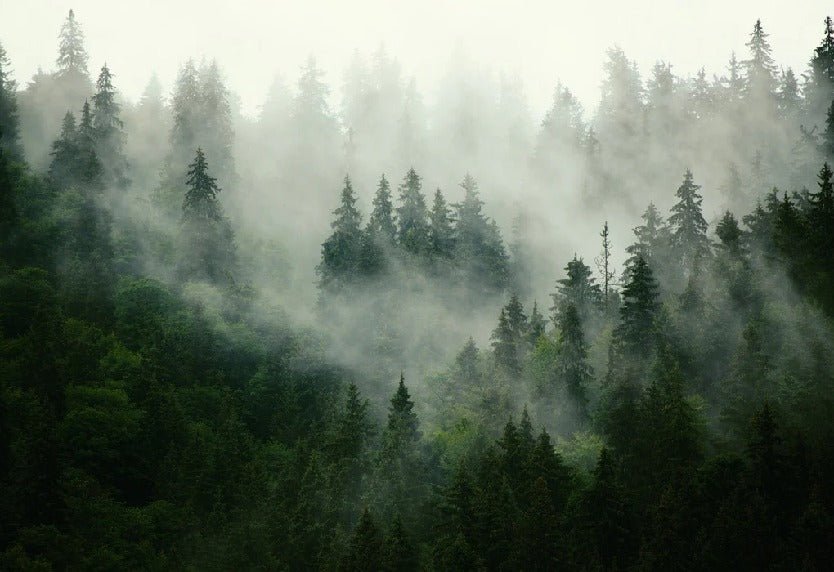 Papier peint forêt brumeuse verte, XXL, tendance