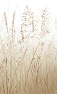 Papier peint toilette fleur des champs de blé beige, XXL, tendance
