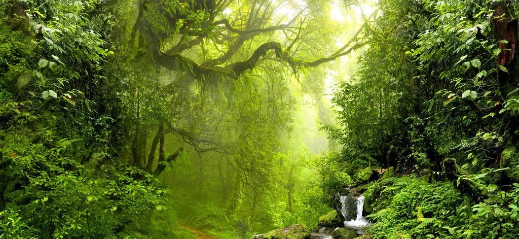 Papel pintado Cascada y bosque