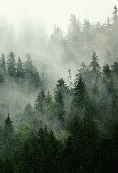 Papier peint forêt brumeuse verte, XXL, tendance