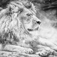 Fondo de El rey león de la selva