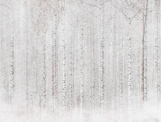 Papier peint forêt de bouleaux enveloppante, XXL, tendance