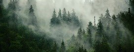Papier peint forêt brumeuse verte, XXL, tendance