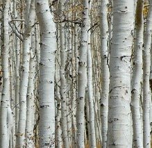 Papier peint Forêt de bouleau, XXL, tendance
