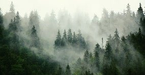 Papier peint forêt brumeuse verte, XXL, tendance