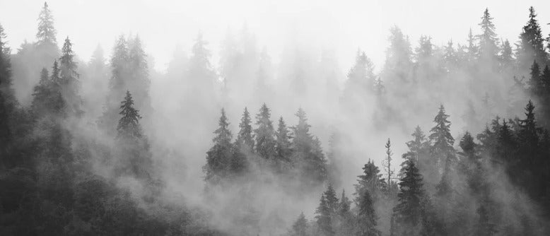 Papier peint forêt brumeuse noir et blanc, XXL, tendance