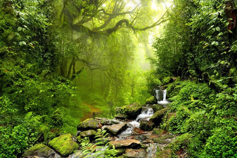 Papel pintado Cascada y bosque