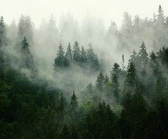 Papier peint forêt brumeuse verte, XXL, tendance