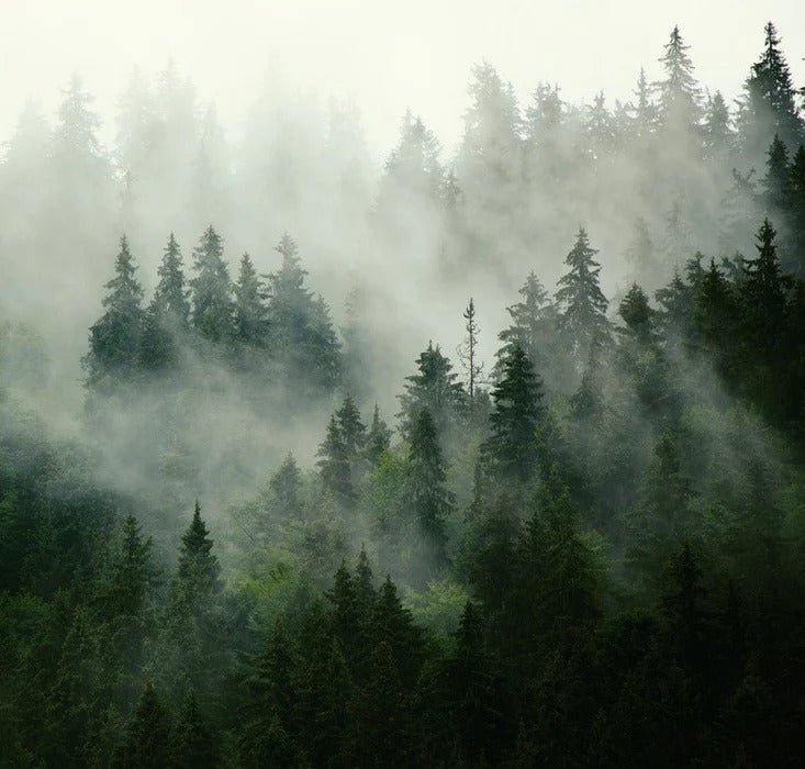 Papier peint forêt brumeuse verte, XXL, tendance