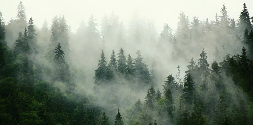 Papier peint forêt brumeuse verte, mural concept, tendance