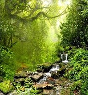 Papel pintado Cascada y bosque