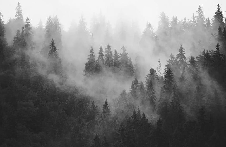 Papier peint forêt brumeuse noir et blanc, XXL, tendance