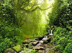 Papel pintado Cascada y bosque