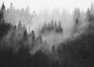Papier peint forêt brumeuse noir et blanc, XXL, tendance