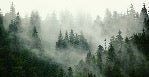 Papier peint forêt brumeuse verte, XXL, tendance