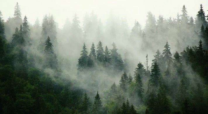 Papier peint forêt brumeuse verte, XXL, tendance
