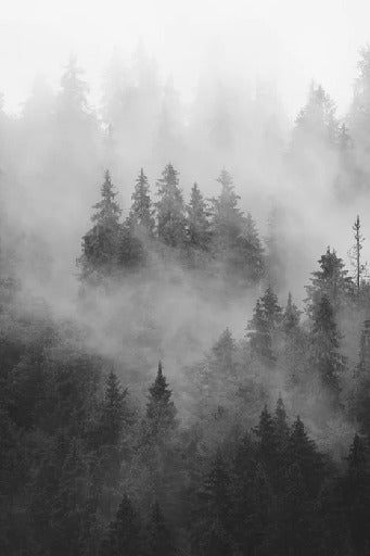 Papier peint forêt brumeuse noir et blanc, XXL, tendance
