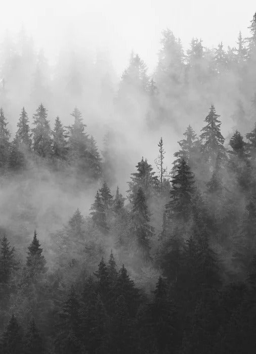 Papier peint forêt brumeuse noir et blanc, XXL, tendance