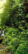 Papel pintado Cascada y bosque