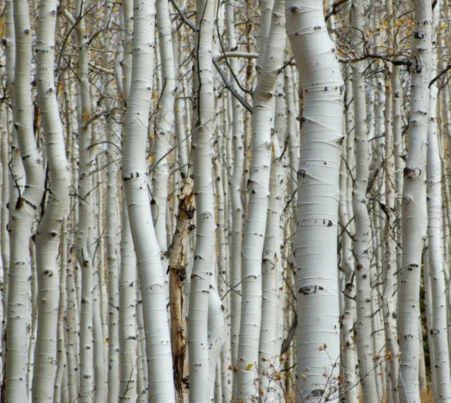 Papier peint Forêt de bouleau, XXL, tendance