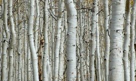 Papier peint Forêt de bouleau, mural concept, tendance