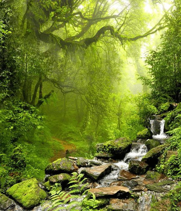 Papel pintado Cascada y Bosque - 250 cm de alto x 214 cm de ancho - Material: vinilo