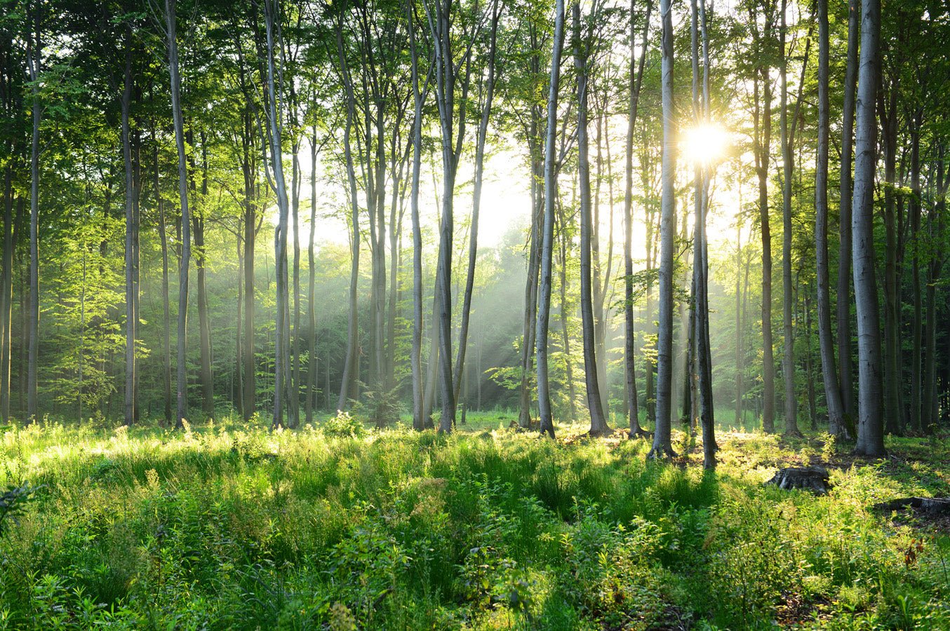 Papier peint salle de bain forêt de Pins, mural concept, tendance