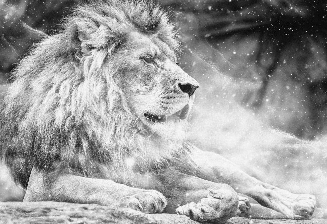 Papier peint bureau jungle the King lion, mural concept, tendance