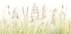 Papier peint fleur des champs de blé dégradé, XXL, tendance