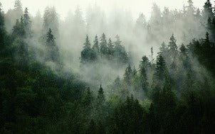 Papier peint forêt brumeuse verte, XXL, tendance