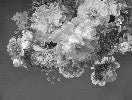 Papel pintado Flor de peonía en blanco y negro