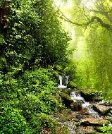 Papel pintado Cascada y bosque