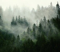 Papier peint forêt brumeuse verte, XXL, tendance
