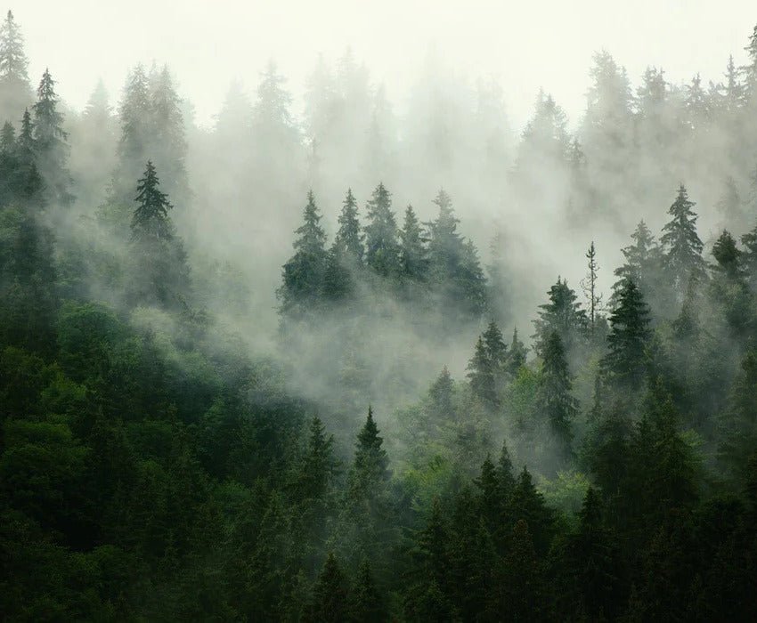 Papier peint forêt brumeuse verte, XXL, tendance
