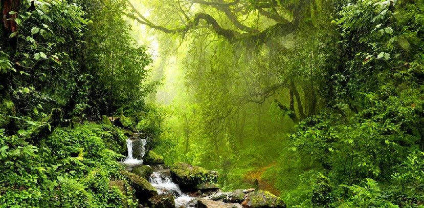 Papel pintado Cascada y bosque