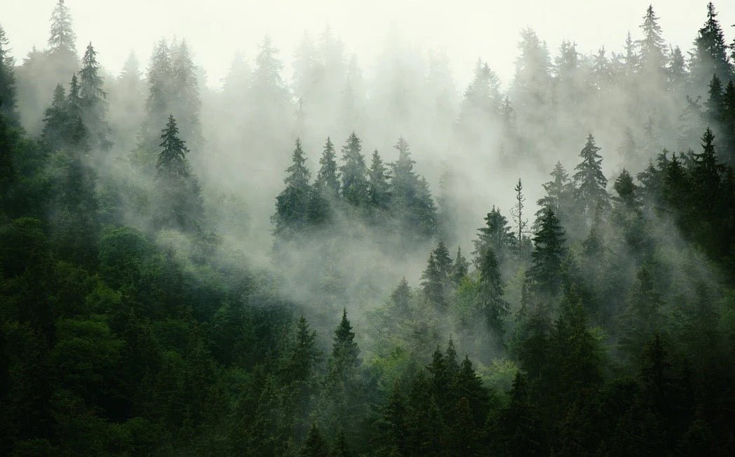 Papier peint forêt brumeuse verte, XXL, tendance