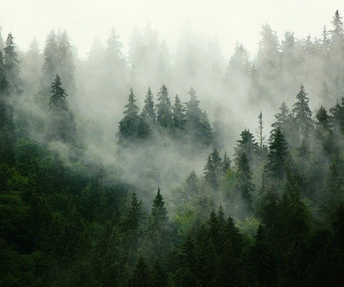 Papier peint forêt brumeuse verte, XXL, tendance
