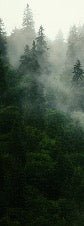 Papier peint forêt brumeuse verte, XXL, tendance