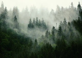Papier peint forêt brumeuse verte, XXL, tendance