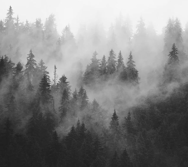 Papier peint forêt brumeuse noir et blanc, XXL, tendance