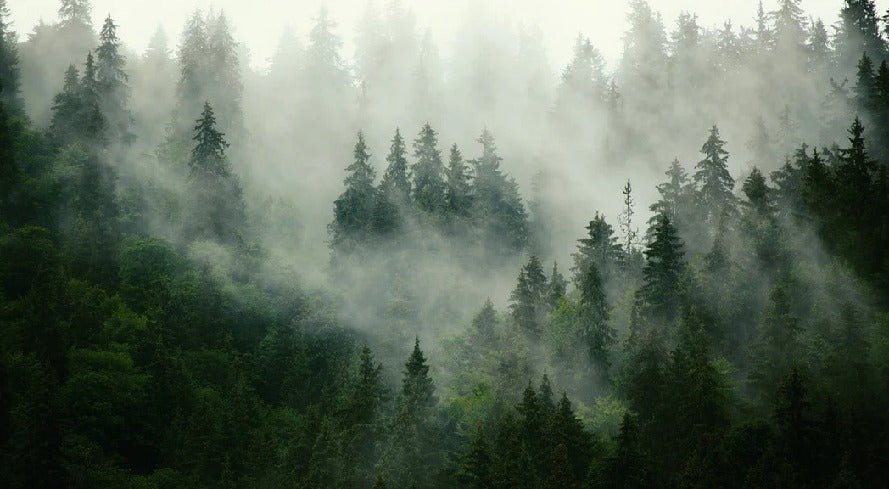 Papier peint forêt brumeuse verte, XXL, tendance