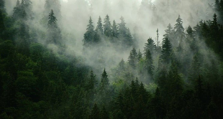 Papier peint forêt brumeuse verte, mural concept, tendance