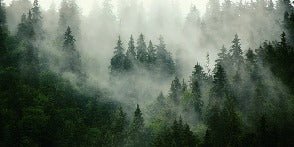 Papier peint forêt brumeuse verte, XXL, tendance