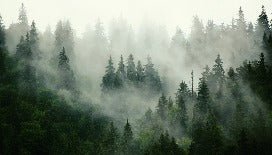Papier peint forêt brumeuse verte, XXL, tendance