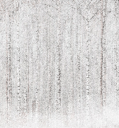 Papier peint forêt de bouleaux enveloppante, XXL, tendance