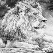 Papel pintado jungla El rey león