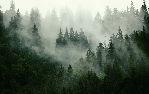 Papier peint forêt brumeuse verte, XXL, tendance
