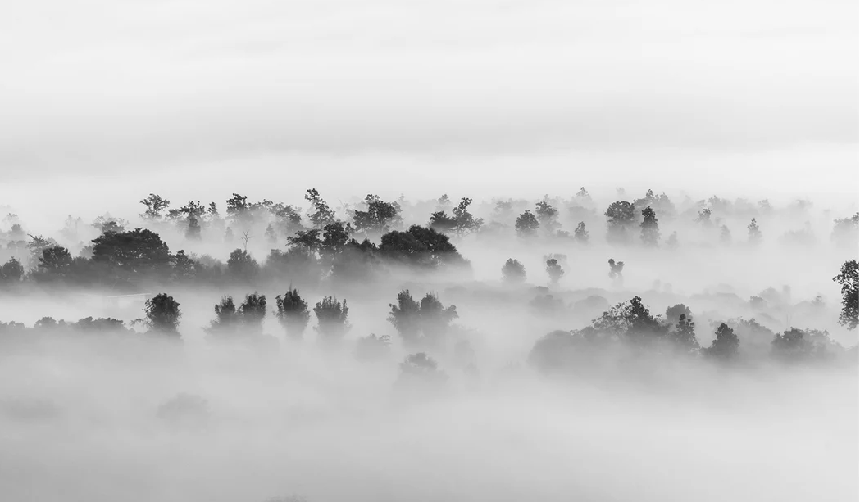 Papel pintado Misty Wood